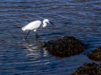 Silberreiher sucht im Tang nach Beute - NSG Douro